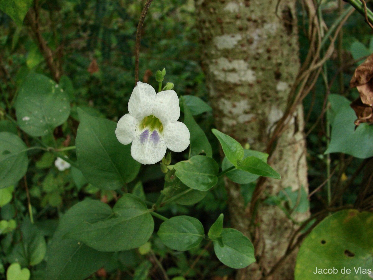 Asystasia gangetica (L.) T.Anderson